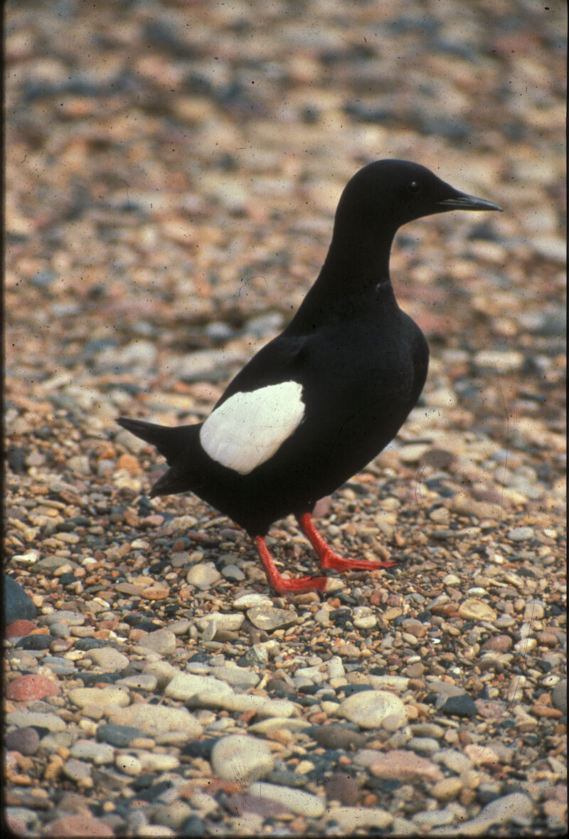 3. Black guillemot by George Divoky.jpg